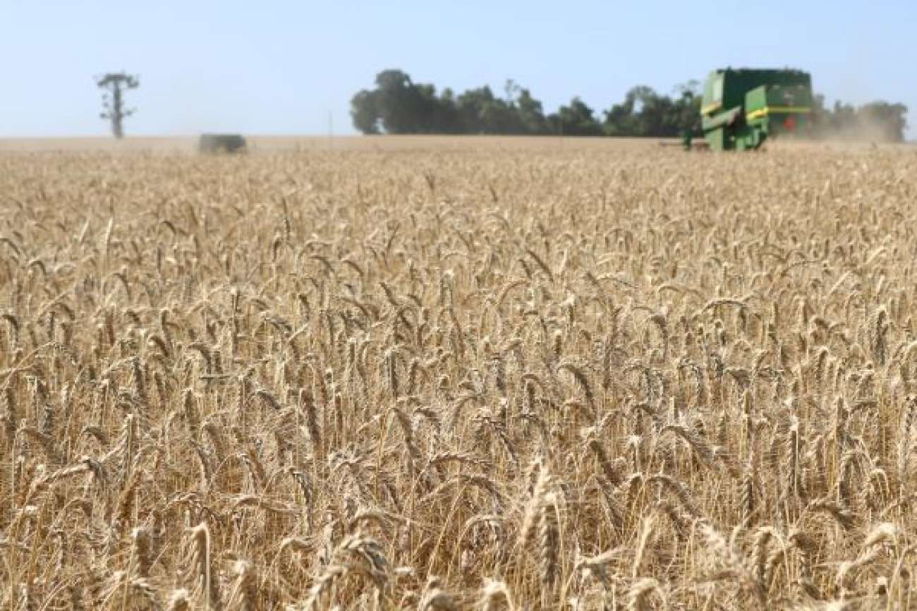Colheita do trigo chega a 19% no RS, mas excesso de umidade deixa plantio da soja lento em todo o estado