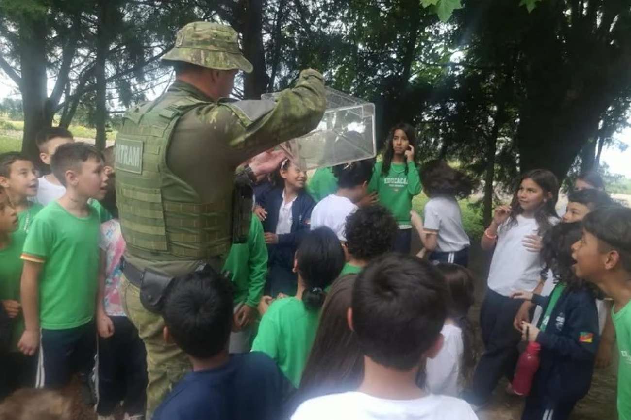 Cobra-espada é resgatada no pátio de escola na área rural de Passo Fundo