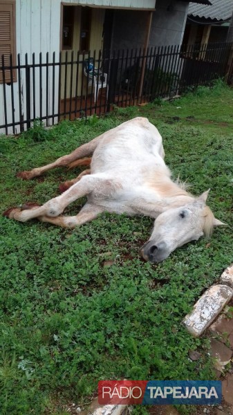 População se sensibiliza com cavalo machucado em Tapejara