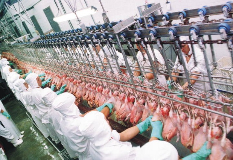 Gripe aviária nos EUA e UE pode beneficiar as exportações do Brasil
