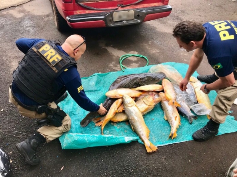 Polícia apreende peixes que viriam para Tapejara