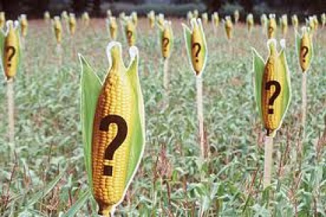 No RS, agricultores afetados pela seca recebem sementes de milho