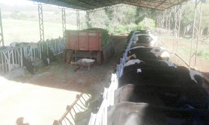 Foco de tuberculose bovina ataca propriedade na região